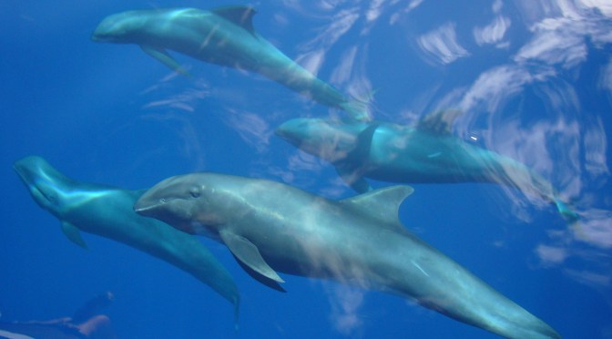 Dolphins, Banda, Banda Islands, Pulau Hatta, Indonesia, Terry Donohue