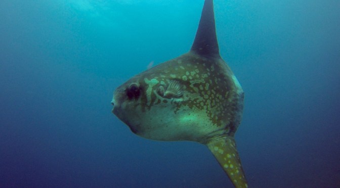 mola, mola mola, ocean sunfish, nusa penida, nusa lembongan, diving, bali, world diving, indonesia