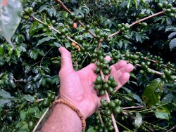 Catimor plantation, Ijen plateau, ijen, kopi, coffee, Java, Indonesia