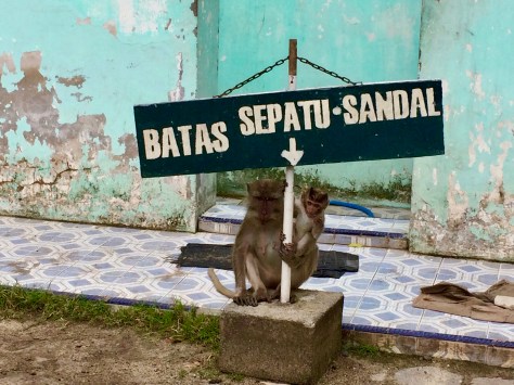 Baluran National Park, taman nasional, Bama Beach, monkeys, thieves, Java, Indonesia