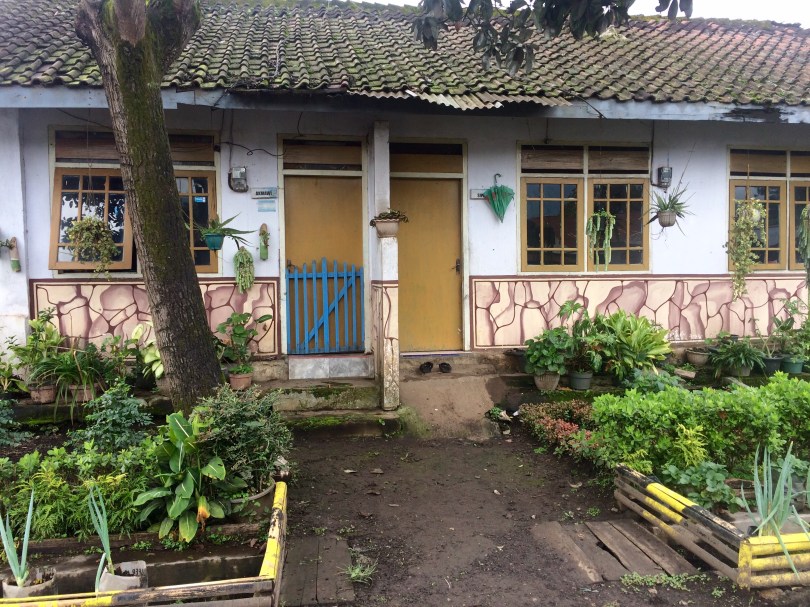 Catimor, Catimor plantation, ijen, ijen plateau, Java, Indonesia