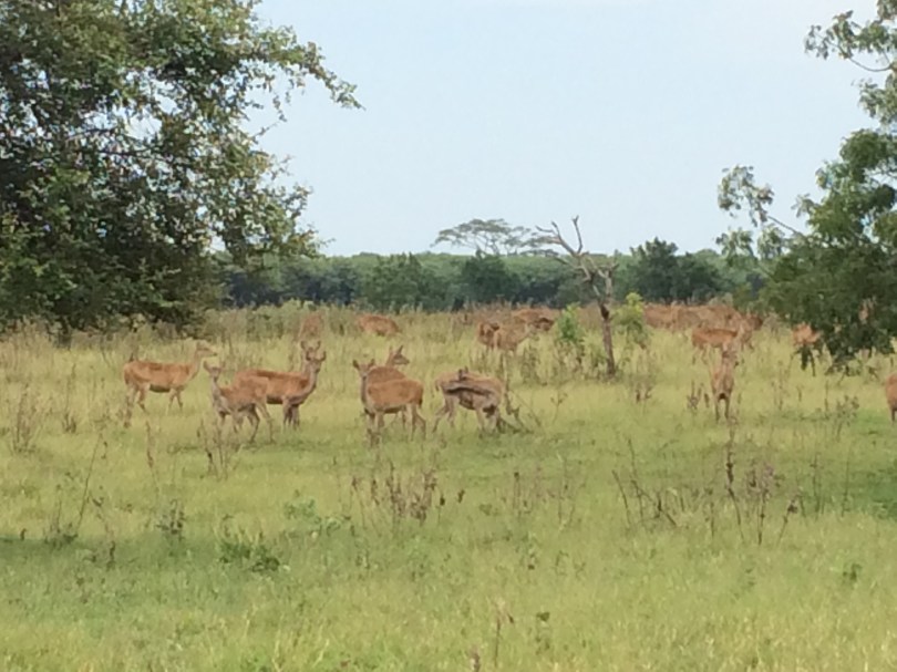 Baluran, national park, taman nasional, deer, Java, Indonesia