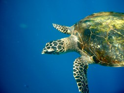 Green sea turtle, Bandas, paradise, Banda Islands, Pulau Hatta, snorkeling, diving, Indonesia, Terry Donohue