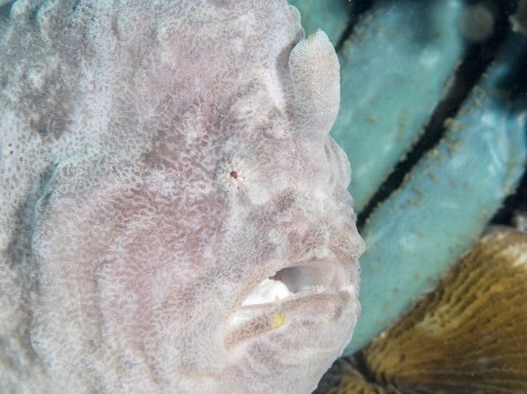 dive, diving, Manado, Lembeh, Lembeh Strait, Sulawesi, Indonesia, macro photography