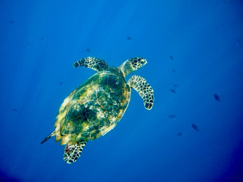 Terry Donohue, green sea turtle, turtle, wall diving, Diving, Dive, Manado, Bunaken, Banggka Island, Sulawesi, Indonesia