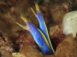 Ribbon eels, Johan Amerijckx, dive, diving, Manado, Bunaken, Lembeh, Bangka, Sulawesi, Indonesia