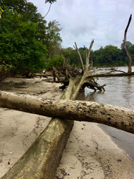 Java's Wild Coast, Ujung Kulon, National Park, Taman Nasional, trekking, Indonesia